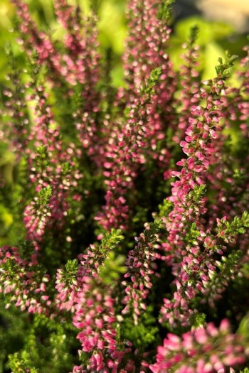 Верес звичайний Атен (пурпурно-червоний) | Calluna vulgaris Athene (purple-red) | Вереск обыкновенный Атен (пурпурно-красный)